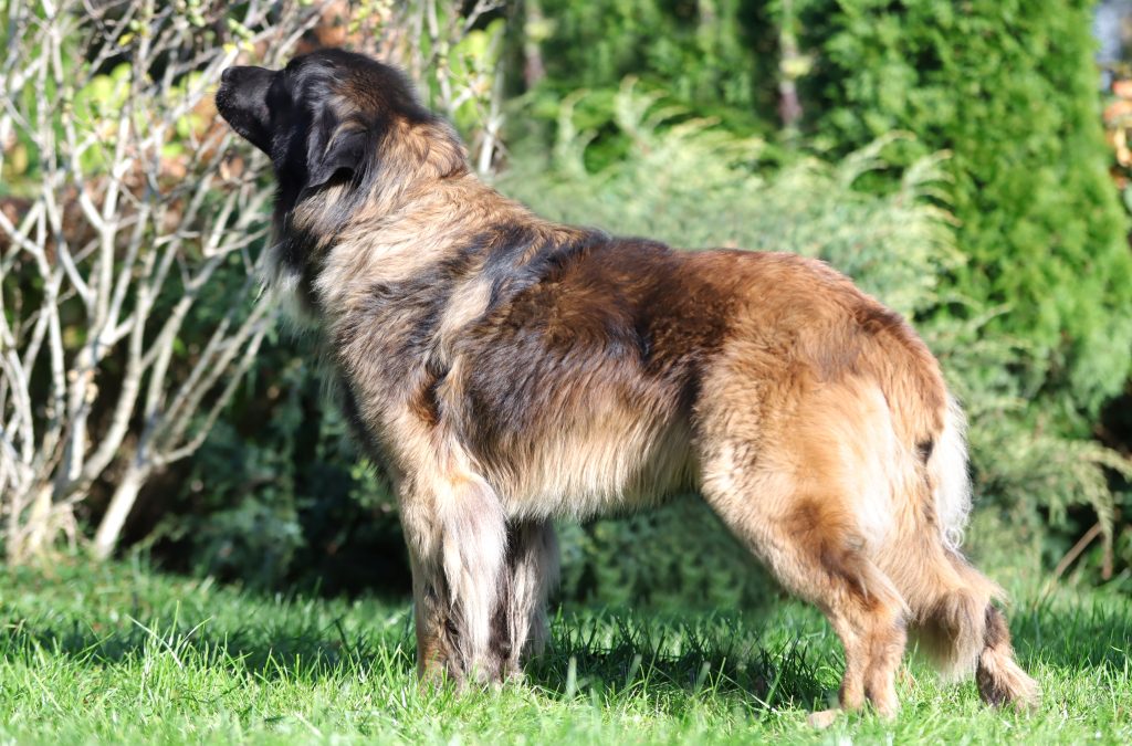 Pies rasy leonberger na tle zieleni