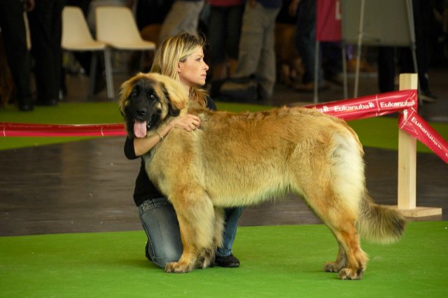 Pies rasy leonberger biorący udział w wystawie