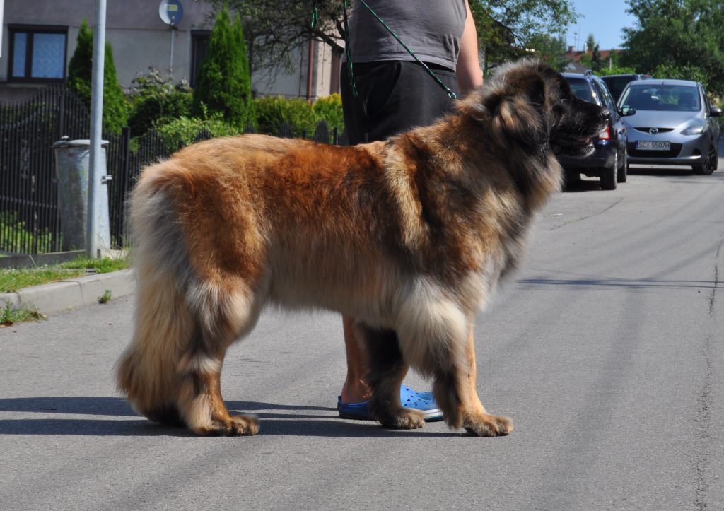 Pies rasy leonberger na spacerze