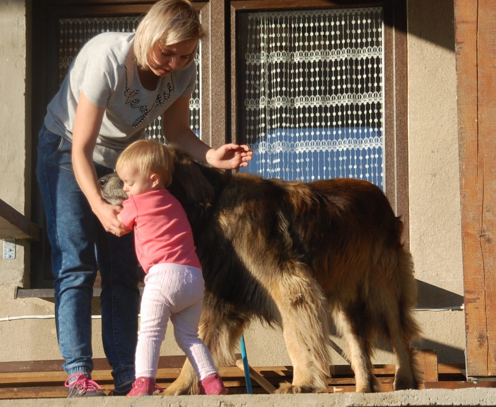 Pies rasy leonberger z matką i dzieckiem