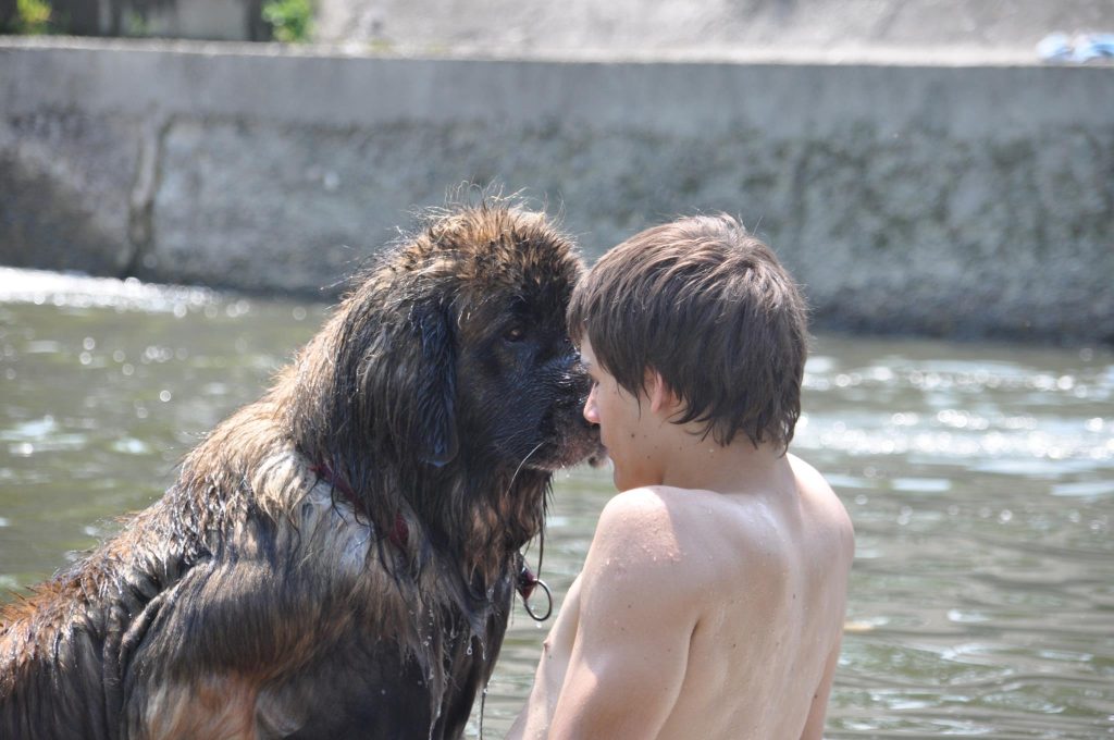 Pies rasy leonberger z człowiekiem nad rzeką